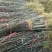 花椒苗大红袍花椒苗花椒苗基地花椒苗批发花椒苗新品种