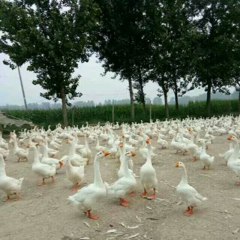 鹅苗250g以下