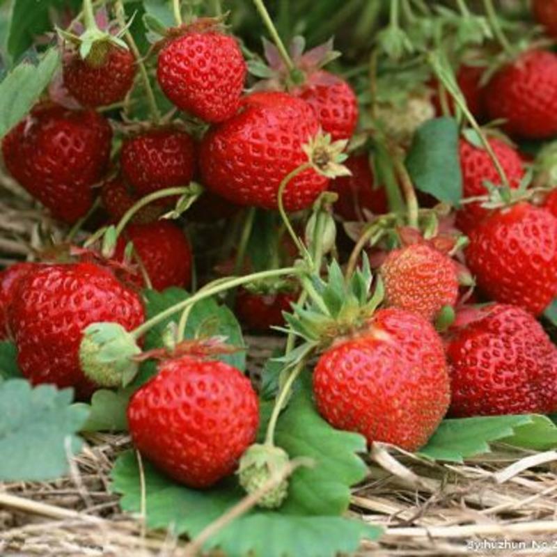 草莓苗脱毒奶油章姬红颜甜查理草莓苗盆栽苗