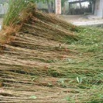 毛桃树苗80cm以上，规格全，大量现货，可实地考察订苗