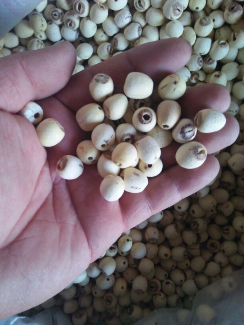 干莲子特级干莲子