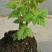 树莓苗10~30cm