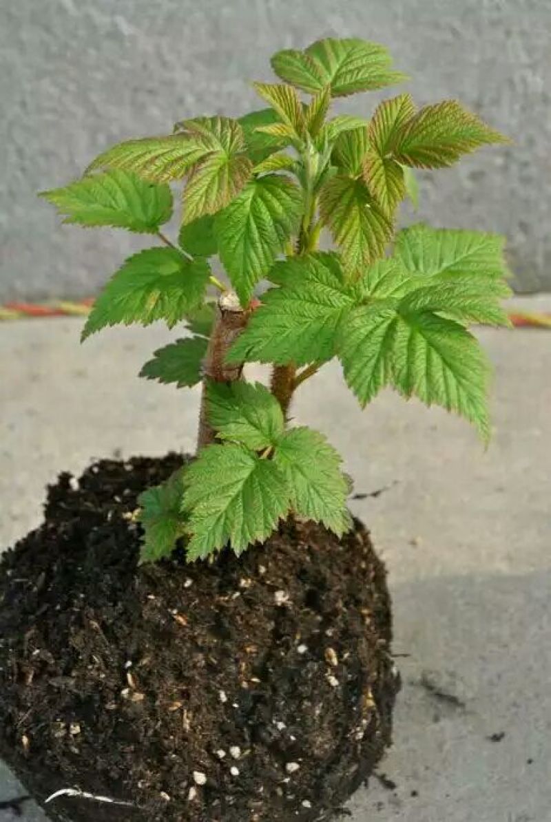 树莓苗10~30cm
