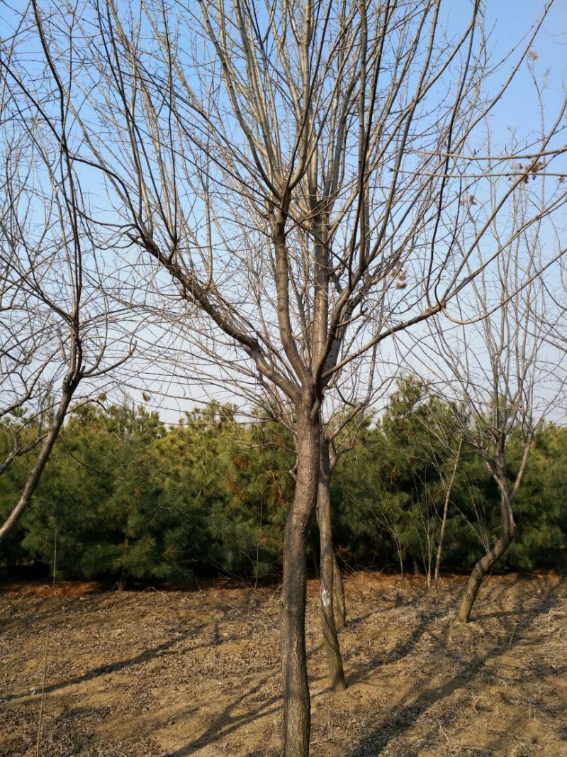 暴马丁香10~12cm8~10cm3.5~4米