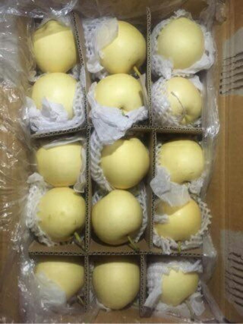 赵县皇冠梨大量开始下树价格便宜