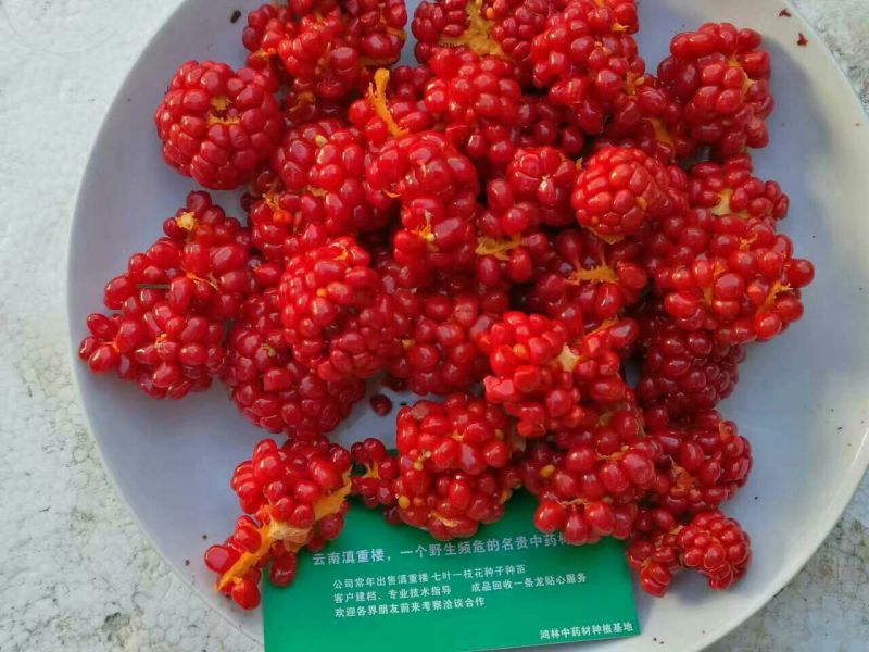 七叶一枝花，纯正云南滇重楼子90%以上出苗率