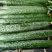 刺黄瓜22~25公分鲜花带刺