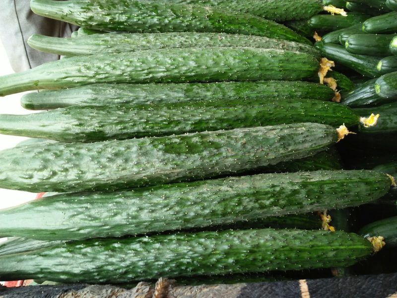 刺黄瓜22~25公分鲜花带刺
