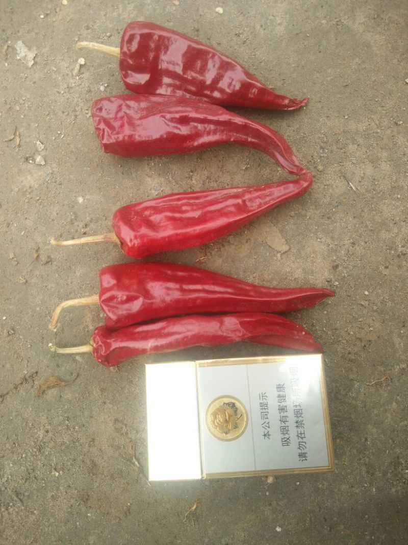 北京红干辣椒精品9成干以上