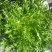 苦菊12~15cm
