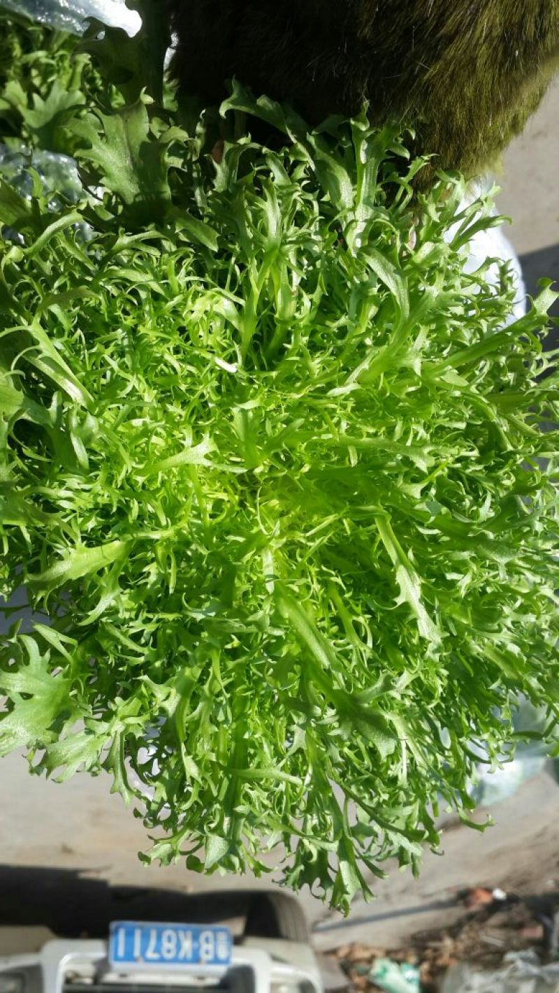 苦菊12~15cm