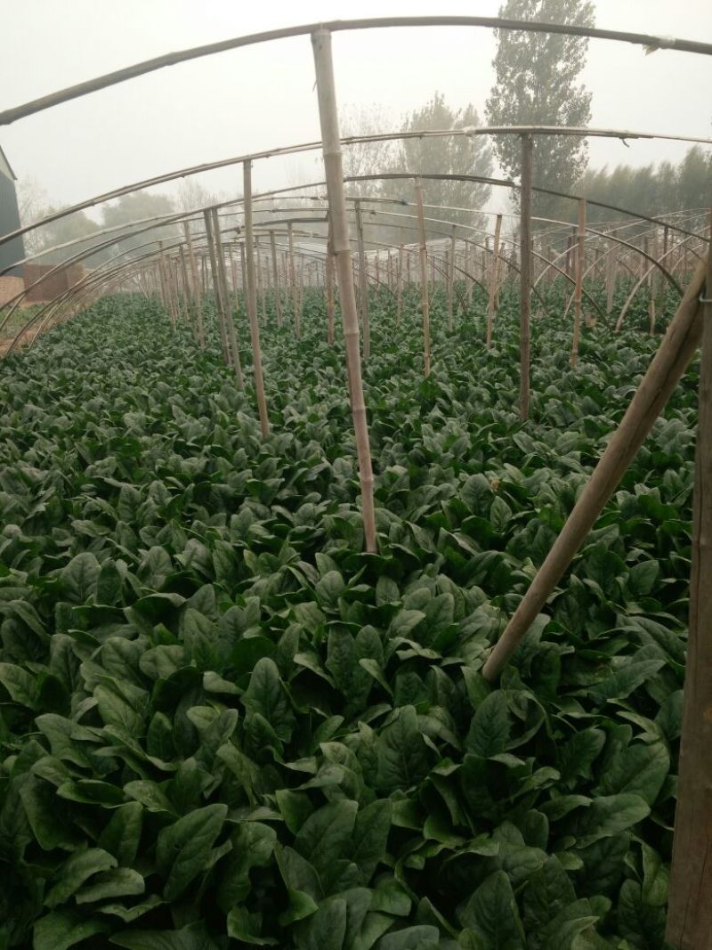 越冬菠菜30~35厘米