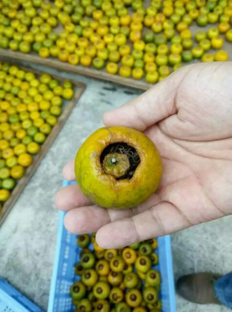 柑普茶一级