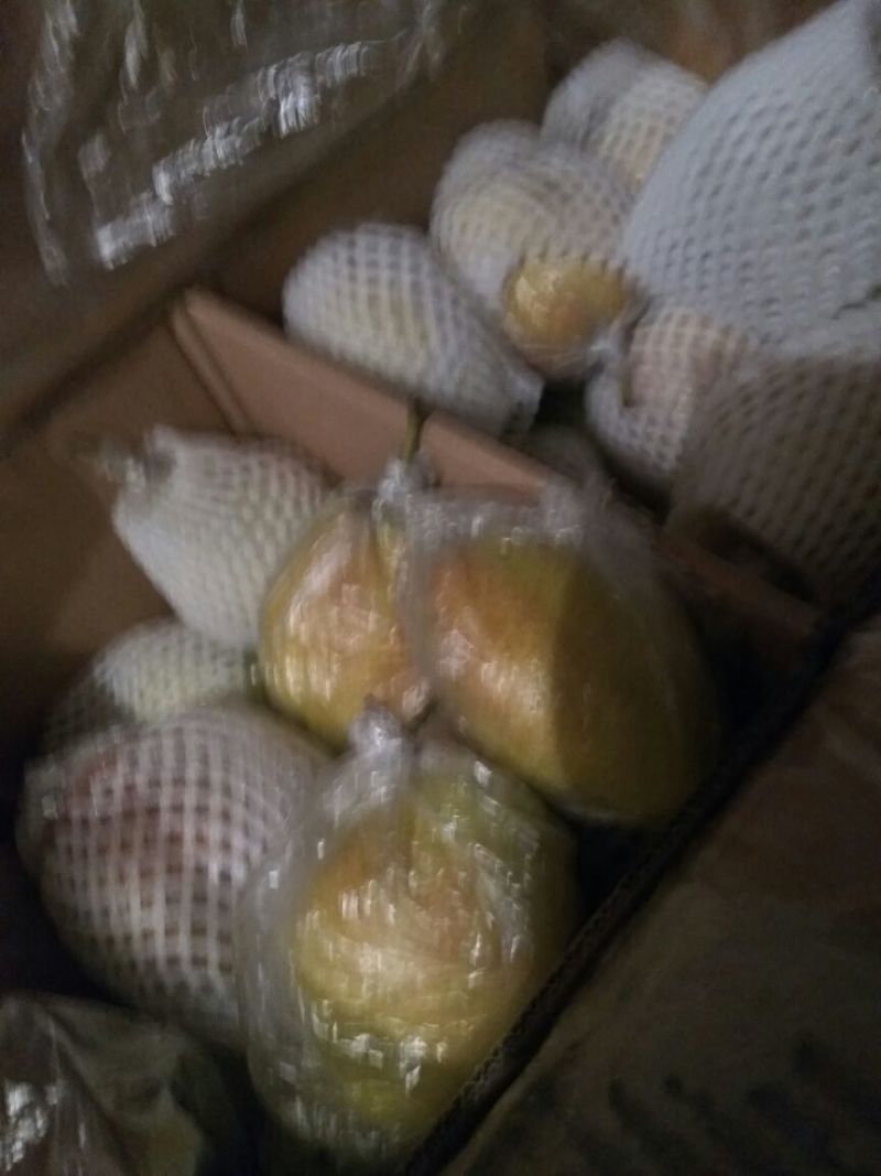 红香酥梨膜袋