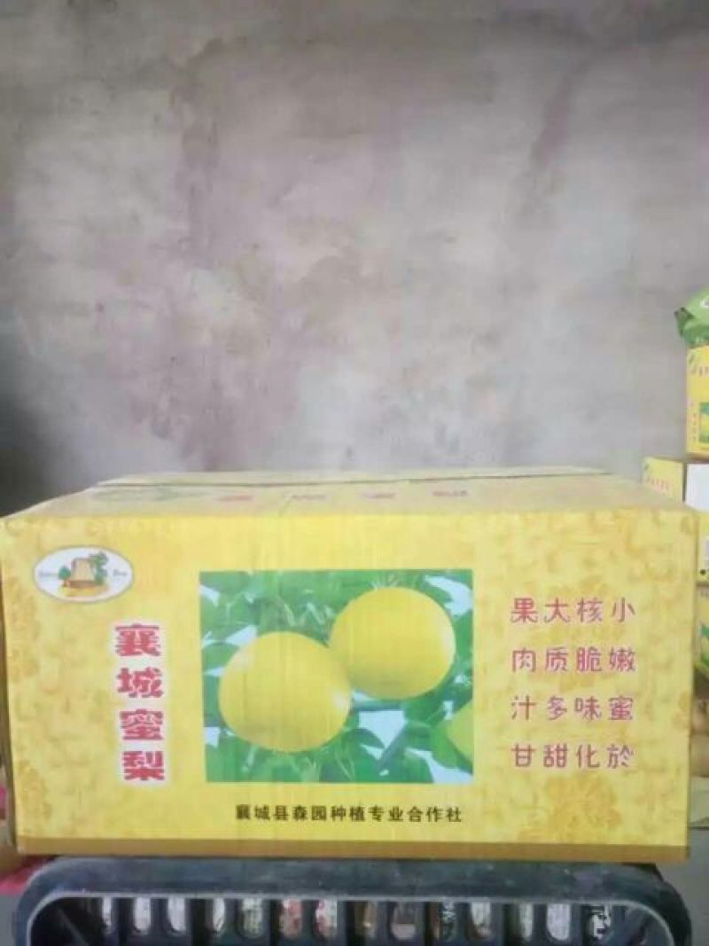 晚秋黄梨450~500g纸加膜