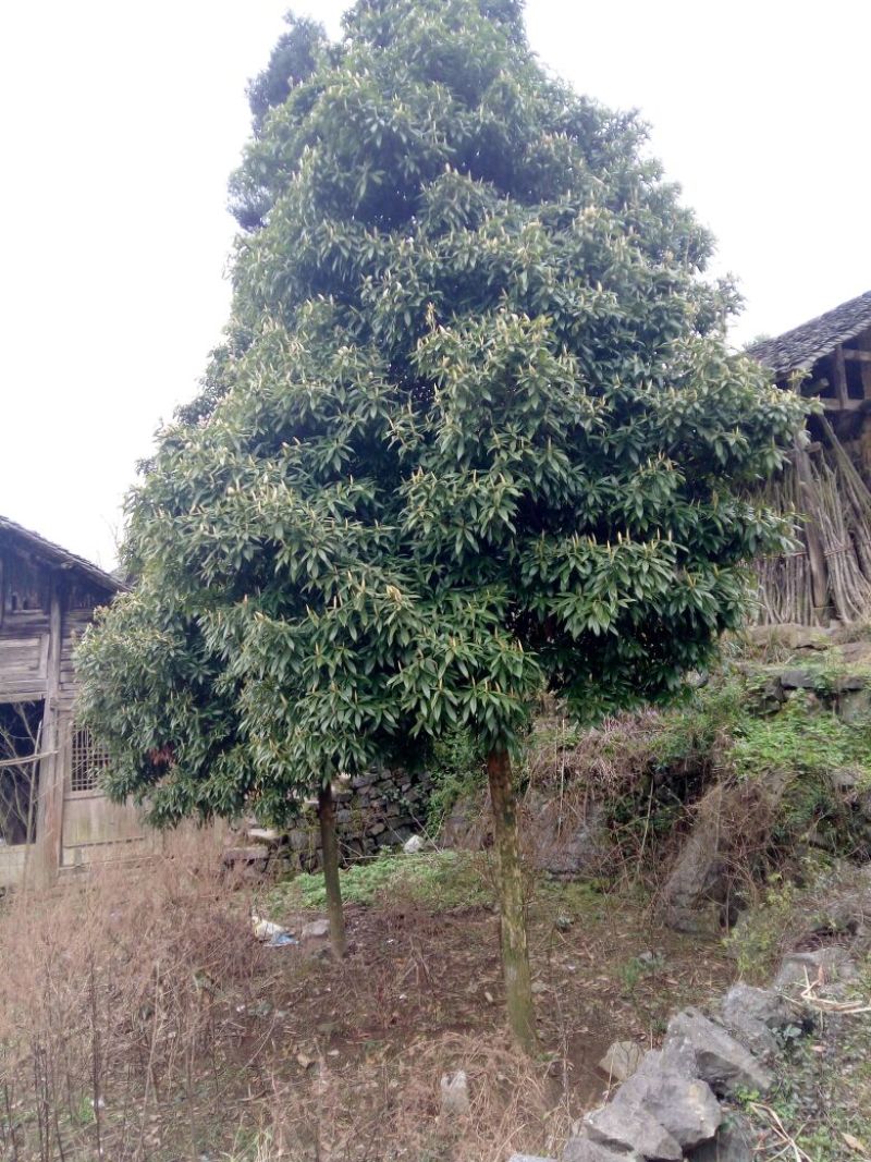 金丝楠木