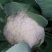 白花菜散装