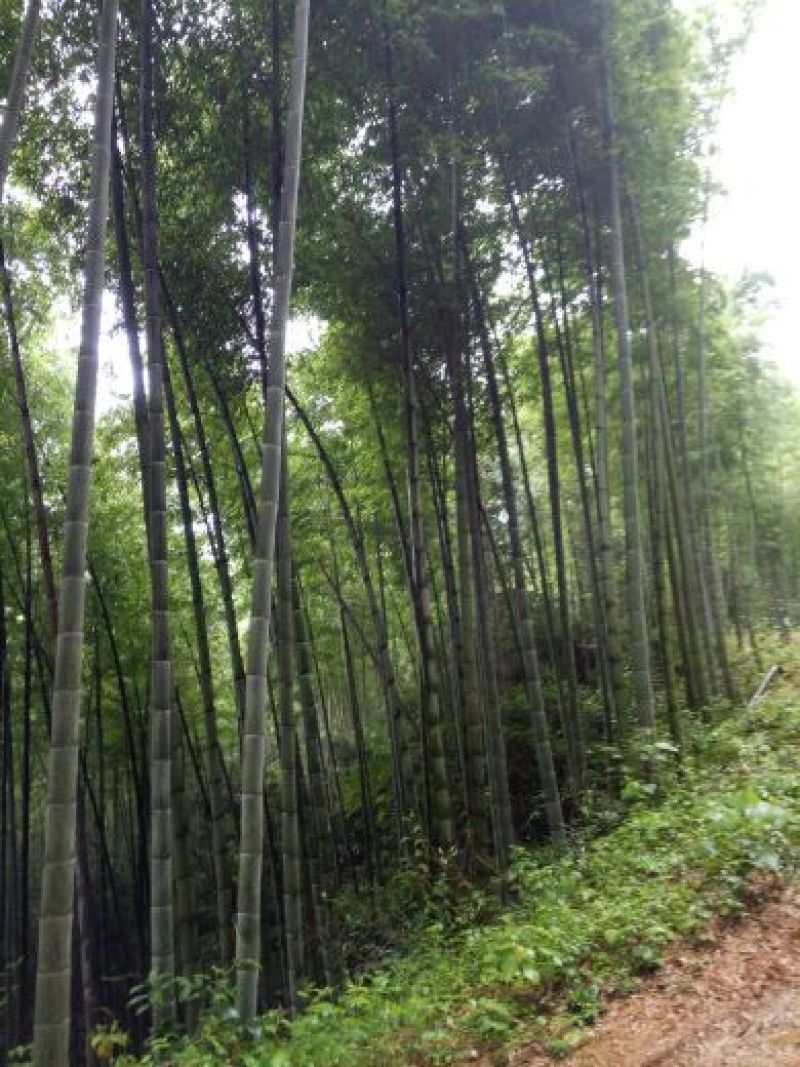 楠竹