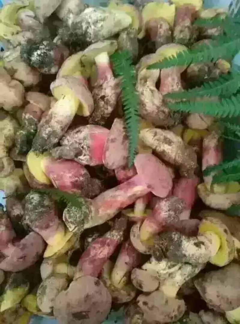 青头菌0.5%1%一级5cm以下