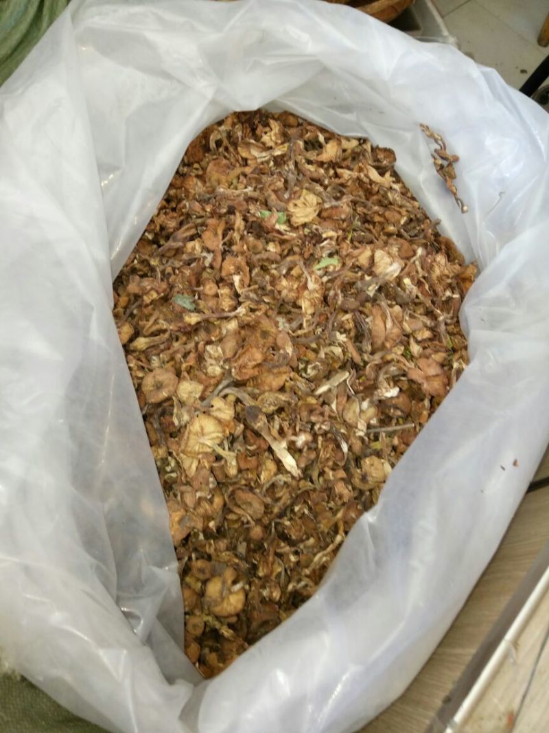 树秋菌一级
