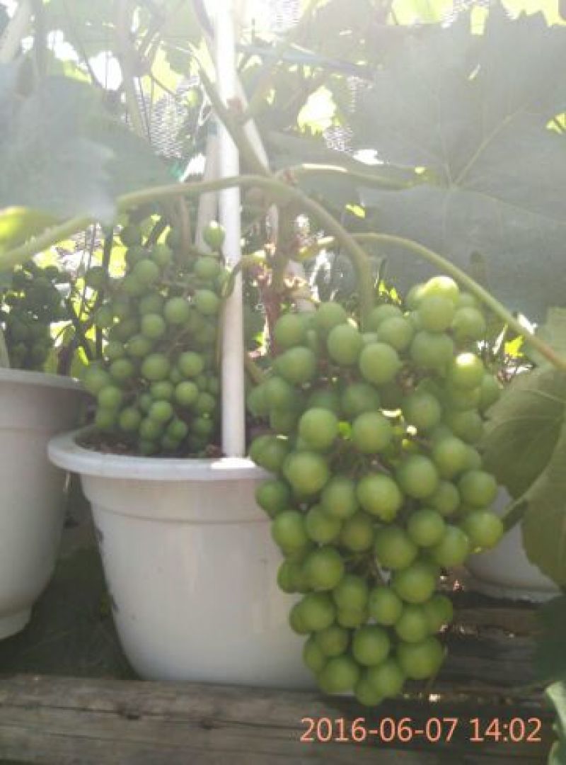 盆栽葡萄80~100cm