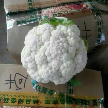 精品菜花2斤适中乳白一年四季，大量供应