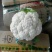 精品菜花2斤适中乳白一年四季，大量供应