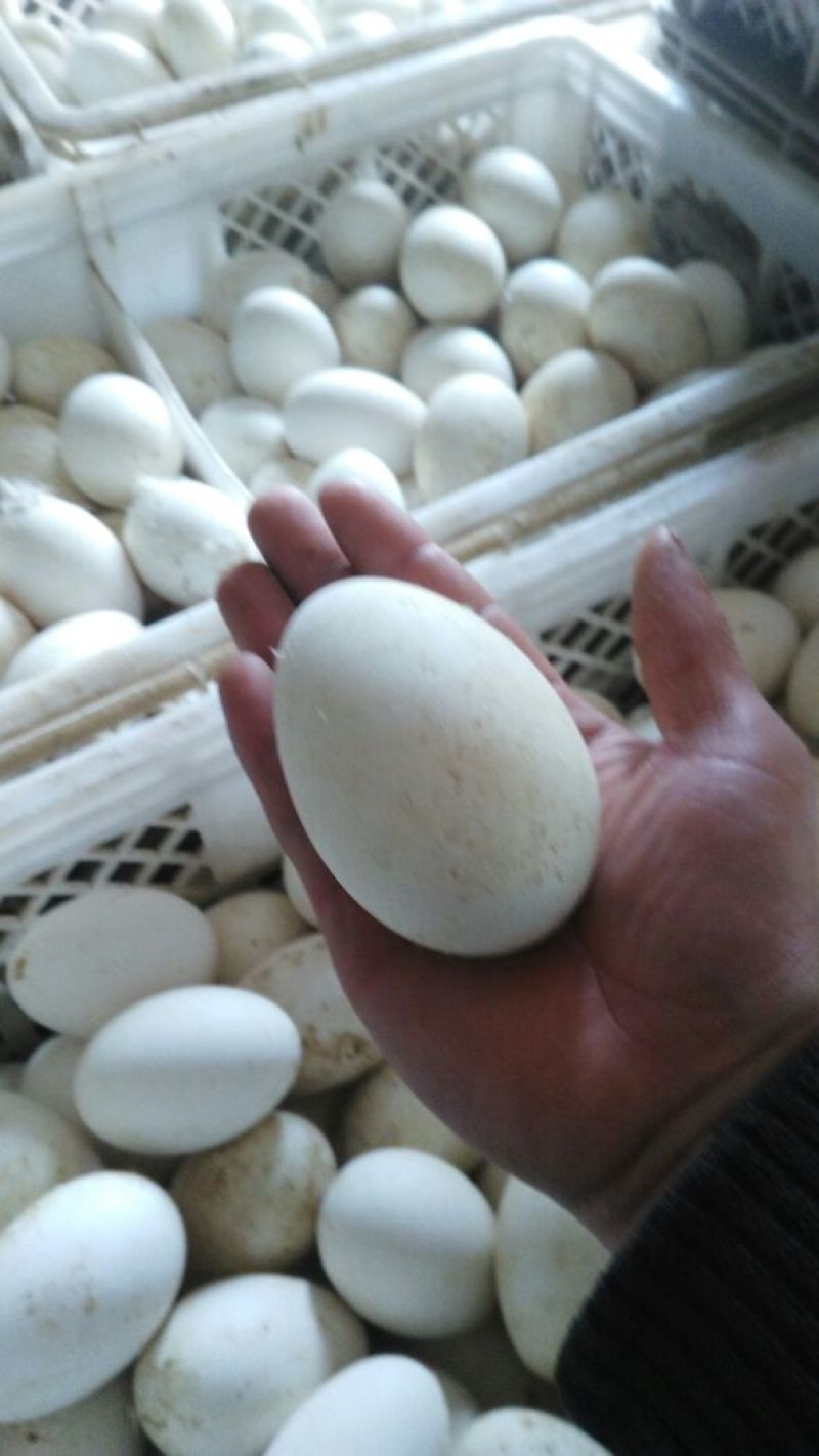 头照鹅蛋食用