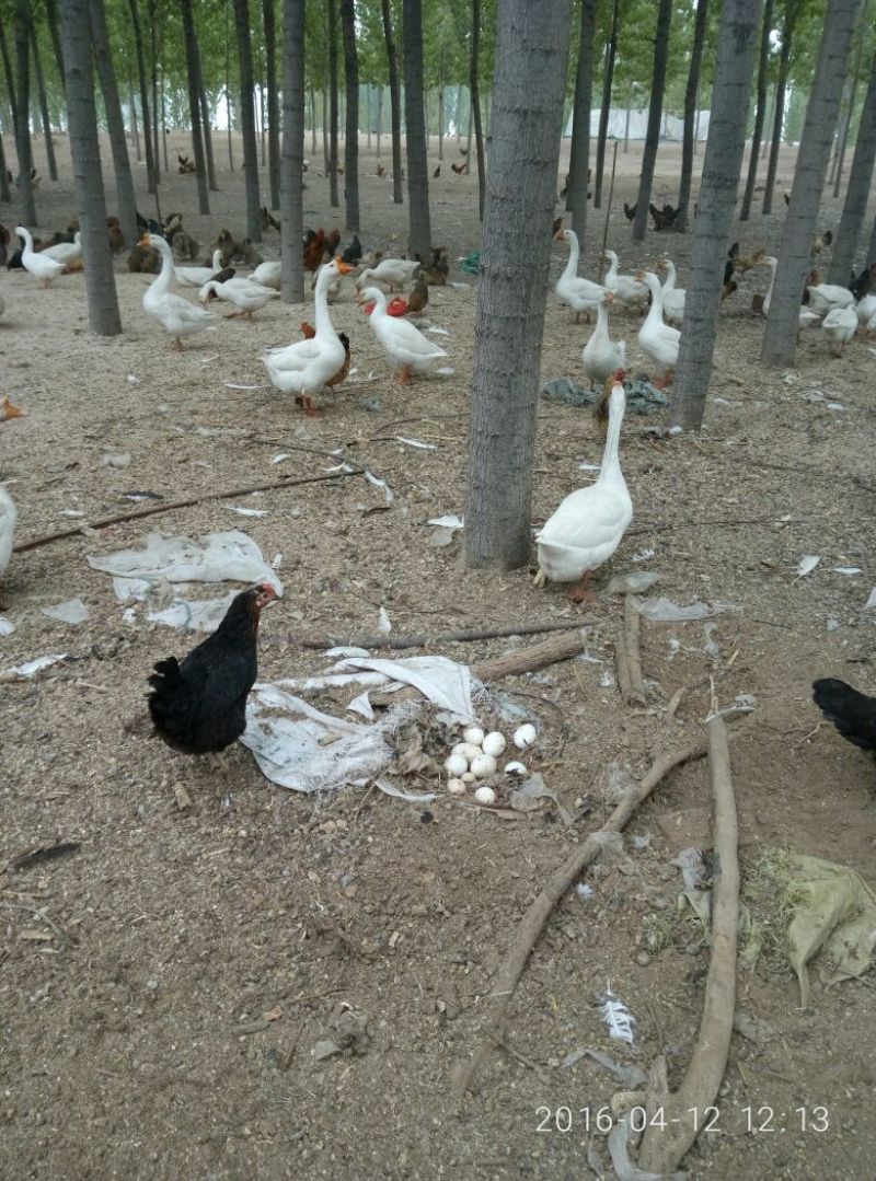 土鹅蛋食用