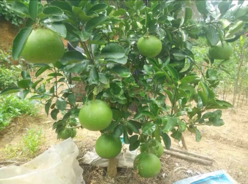 红心蜜柚苗