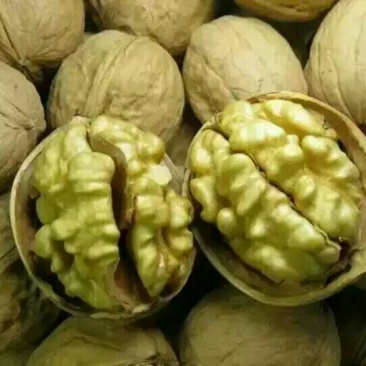 纸皮核桃去皮
