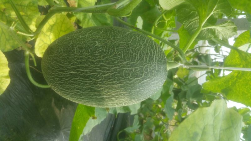 西州蜜瓜2斤以上长圆形