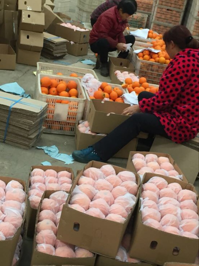 纽荷尔脐橙产地直销，诚信至上量大从优欢迎选购！