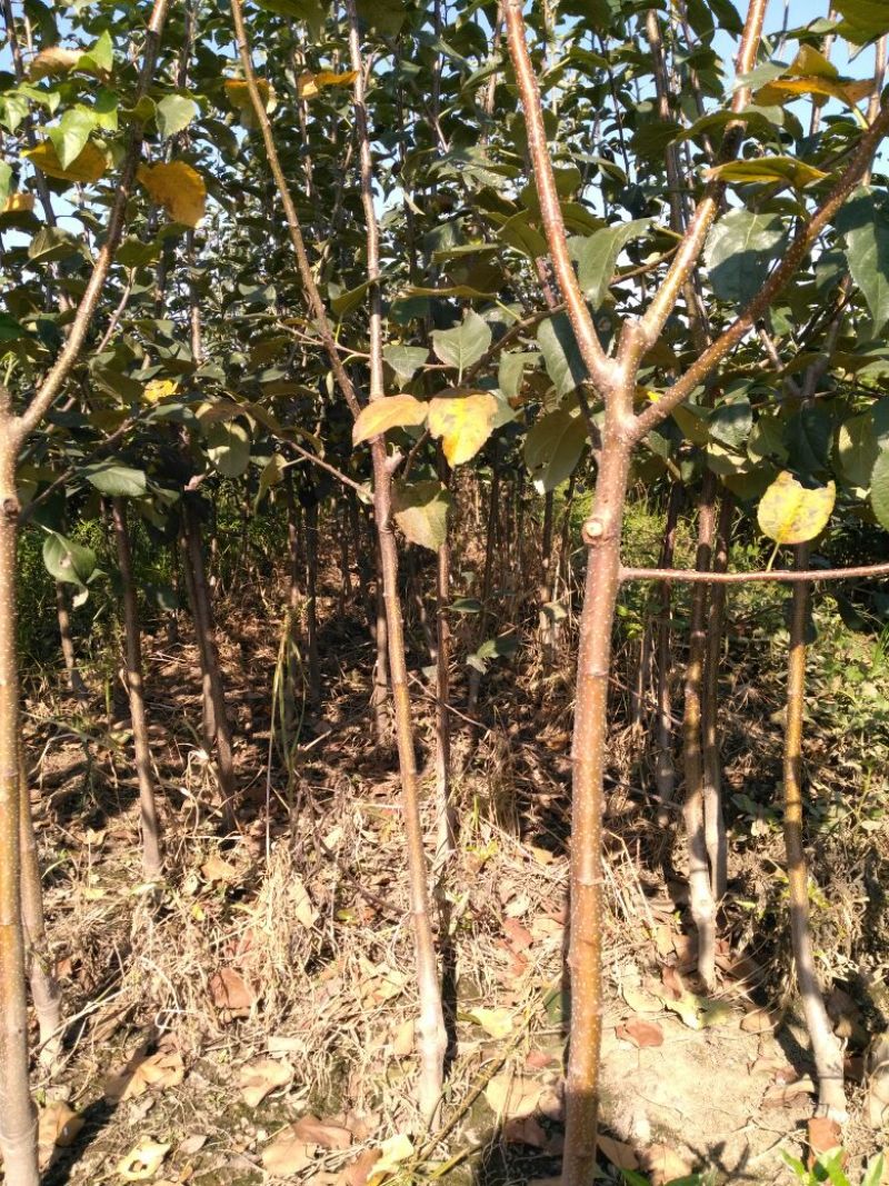 苹果树苗80cm以上