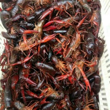 小龙虾