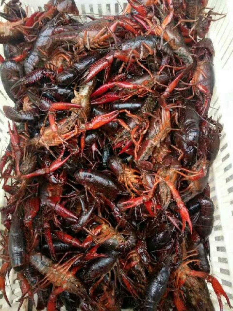 小龙虾