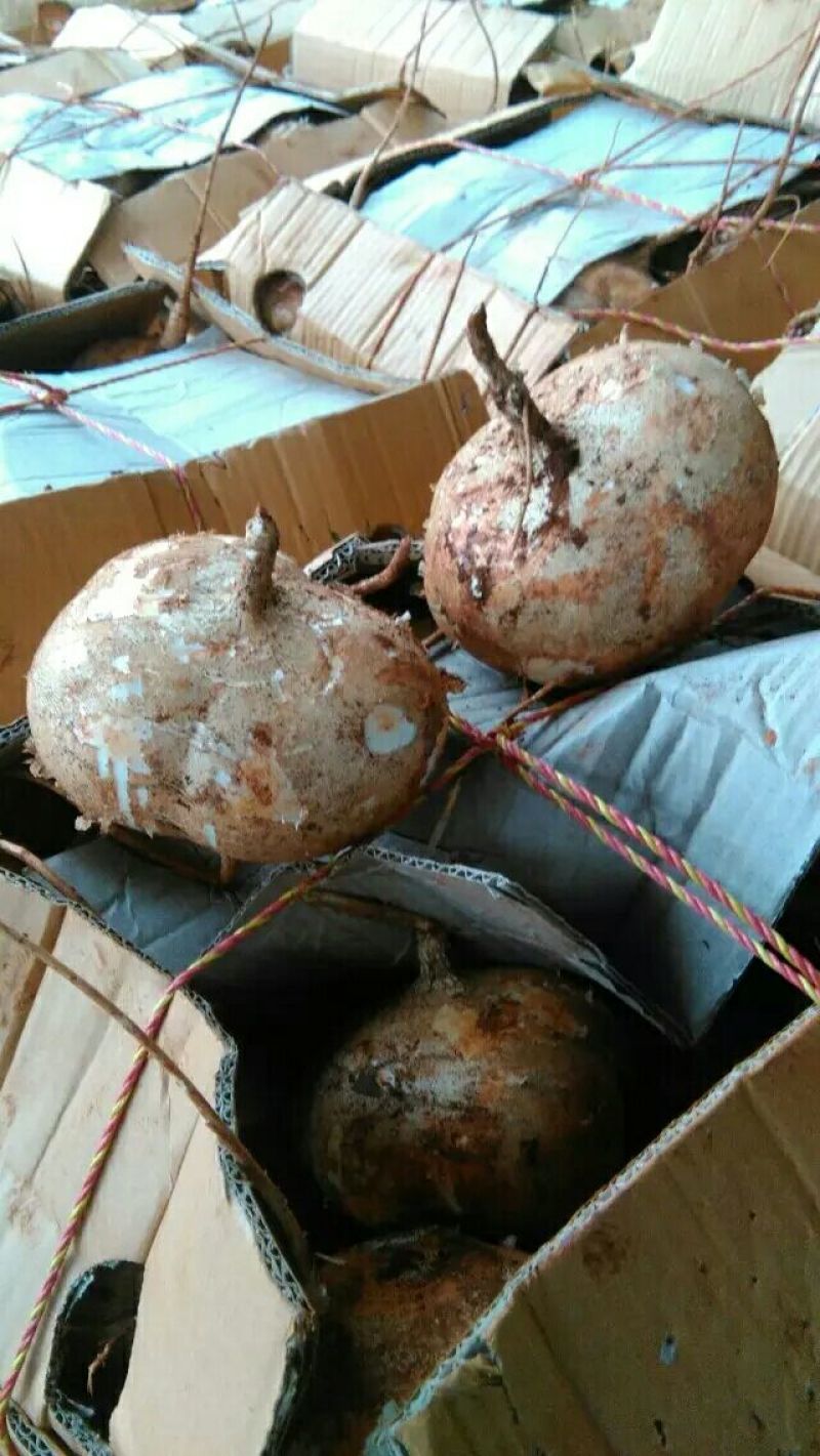 凉薯地瓜冬春季节各种蔬菜大量有货产地一手货源