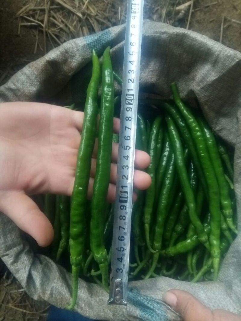 精品线椒★20厘米以上青中辣夏邑产地一手货源