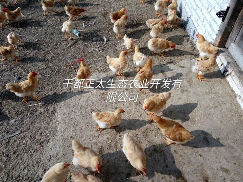 三黄鸡6~9月