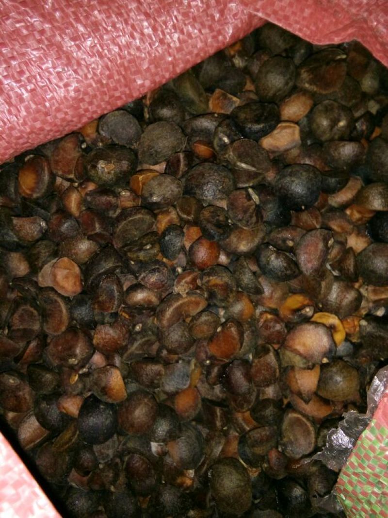 油菜籽1