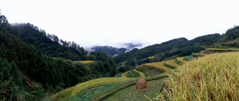 鸡散养土鸡6~7斤