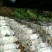 灵芝12~15公分