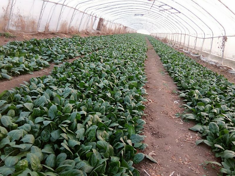 大叶菠菜15~20厘米