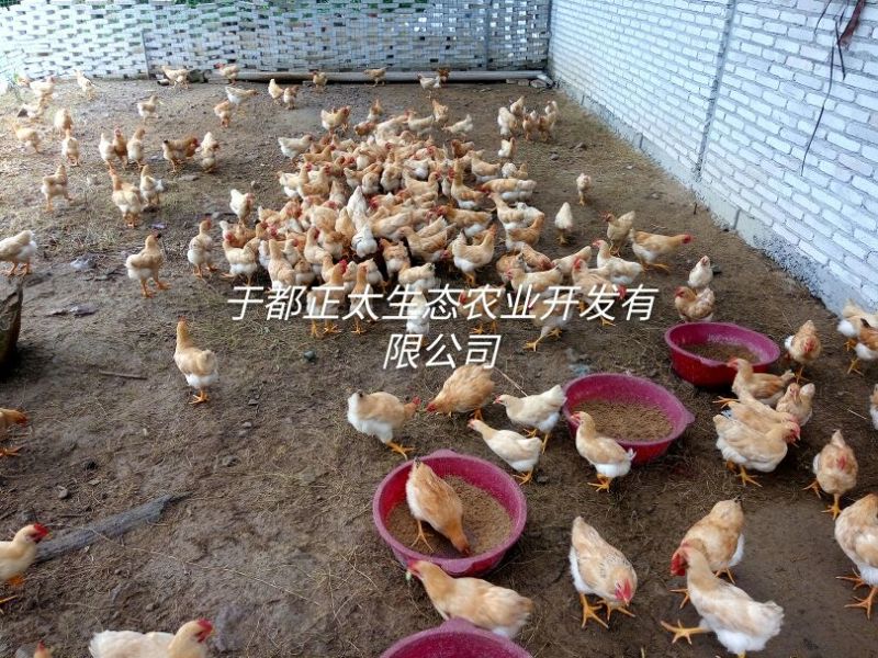 三黄鸡6~9月