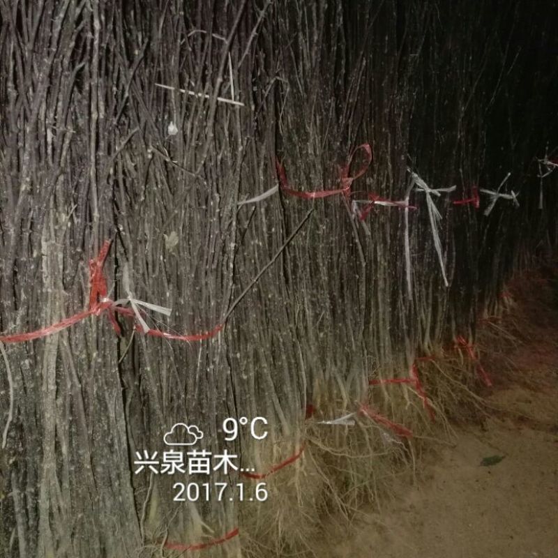 花椒苗1~2年