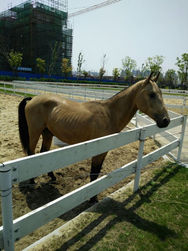 矮马100~200kg