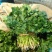 香菜25~30厘米以上全年供应大棚菜大型基地