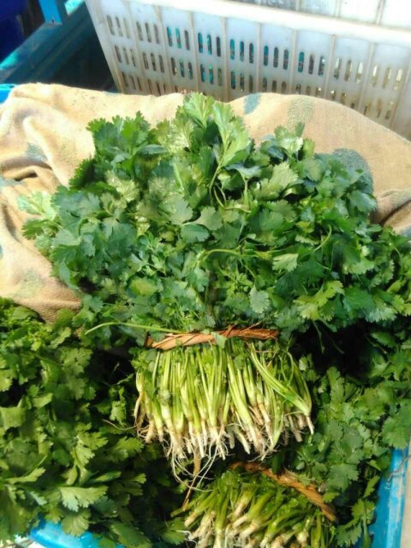 香菜25~30厘米以上全年供应大棚菜大型基地