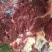 驴肉鲜货