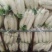 白萝卜1.5~2斤起